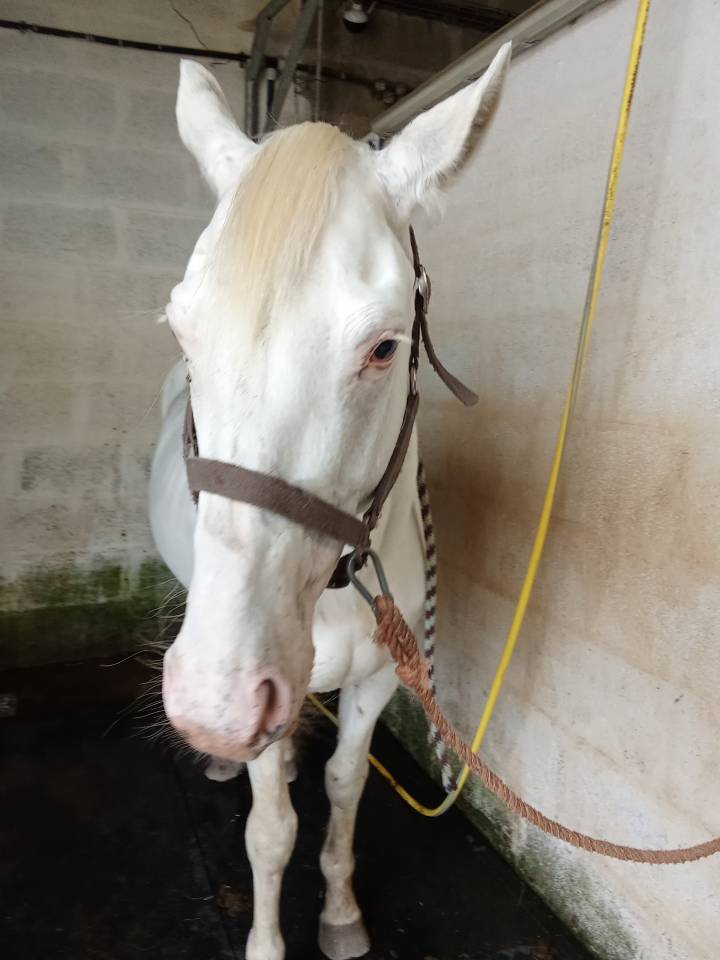 Poney étalon  de 4 ans 