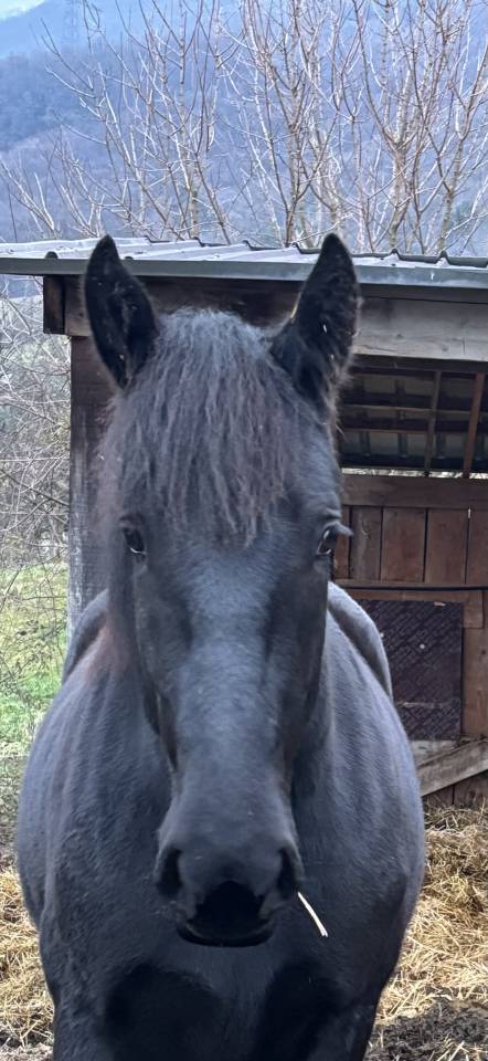 Pouliche percheron 2 ans