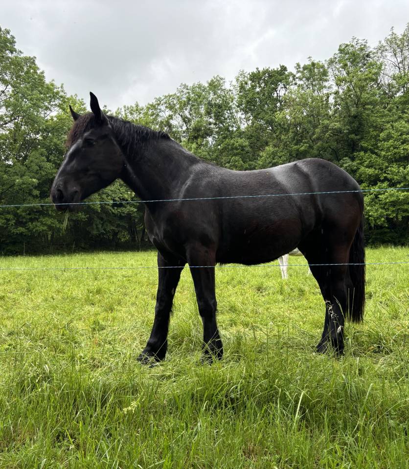 Pouliche percheron 2 ans