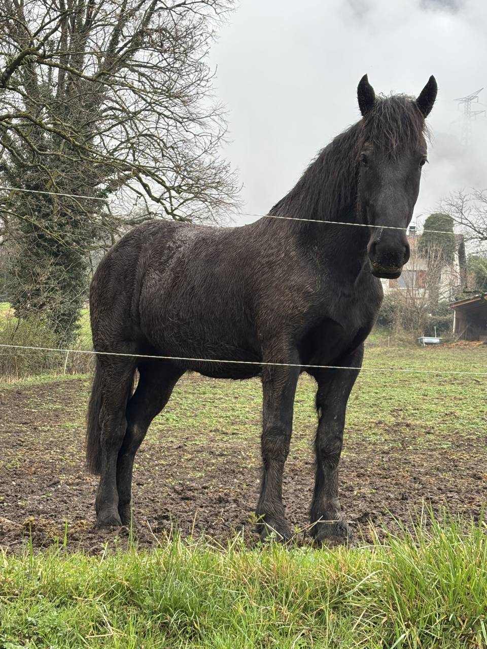 Pouliche percheron 2 ans