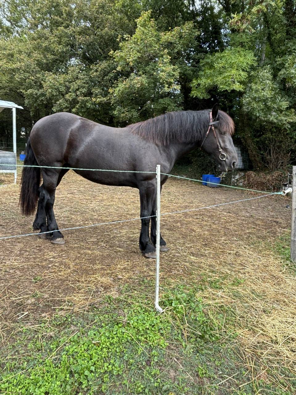 Pouliche percheron 2 ans