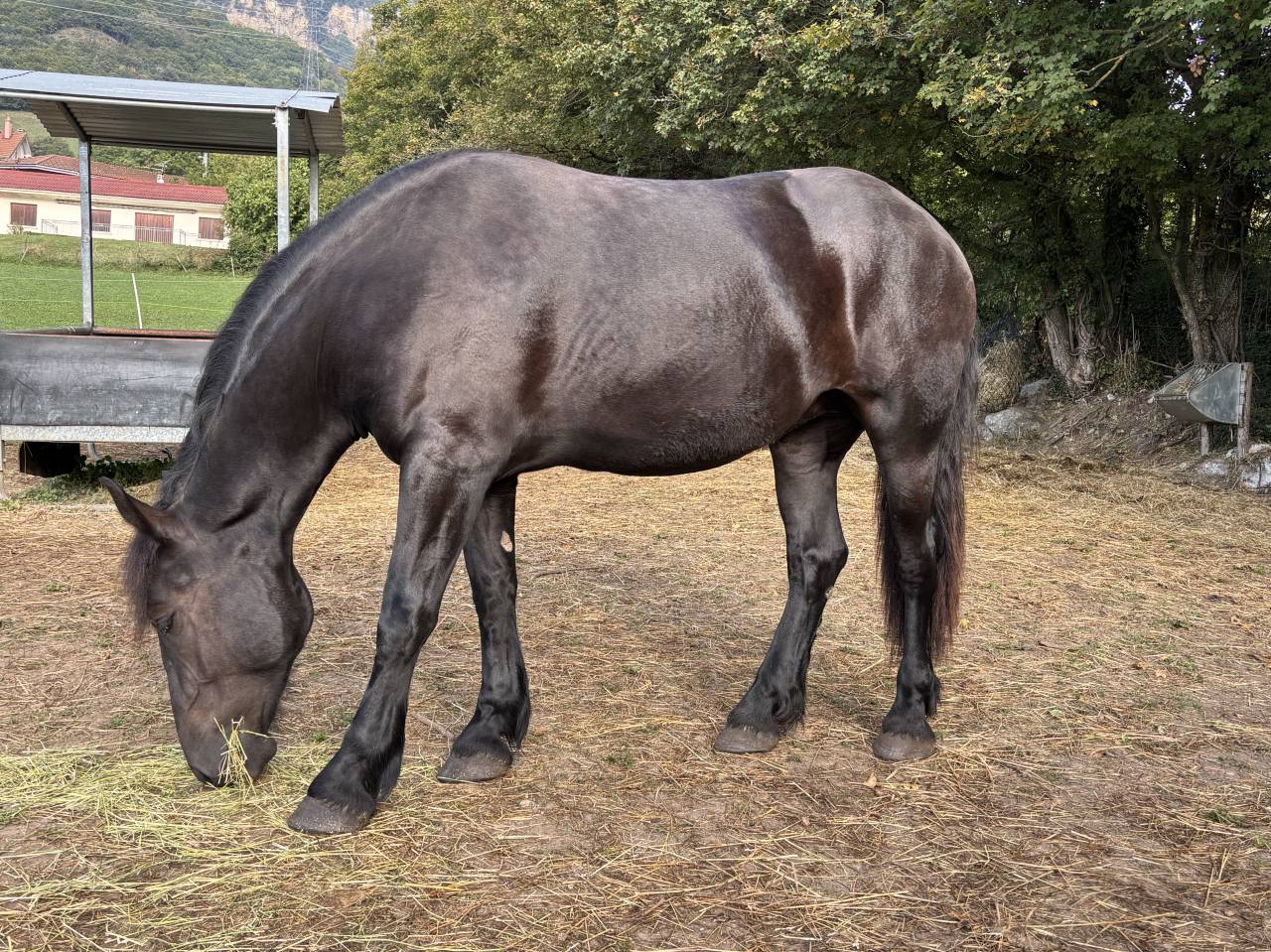 Pouliche percheron 2 ans