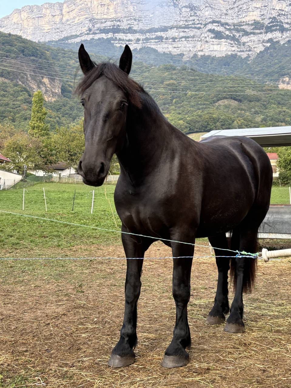 Pouliche percheron 2 ans