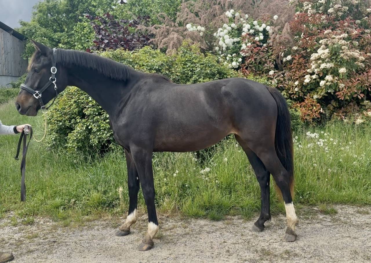 pouliche 2 ans Conte bellini