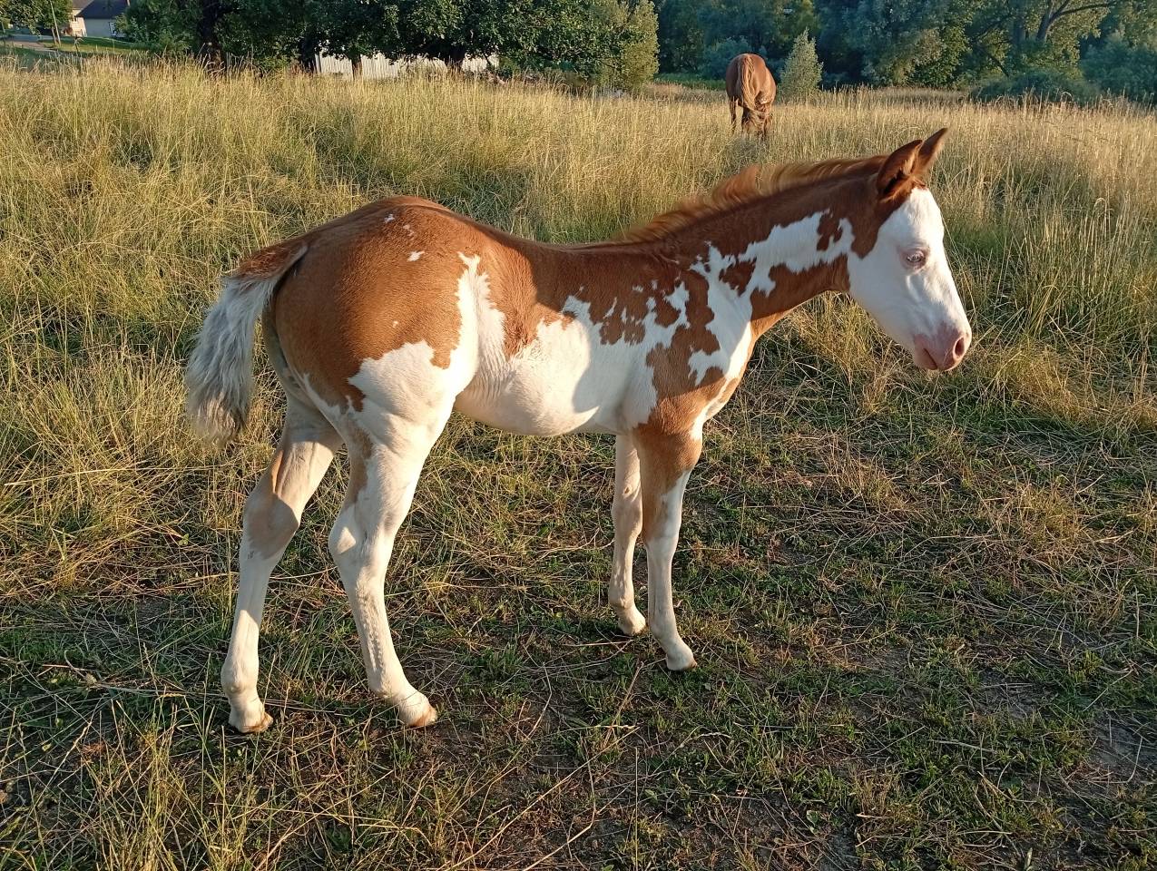 Pouliche Paint Horse 
