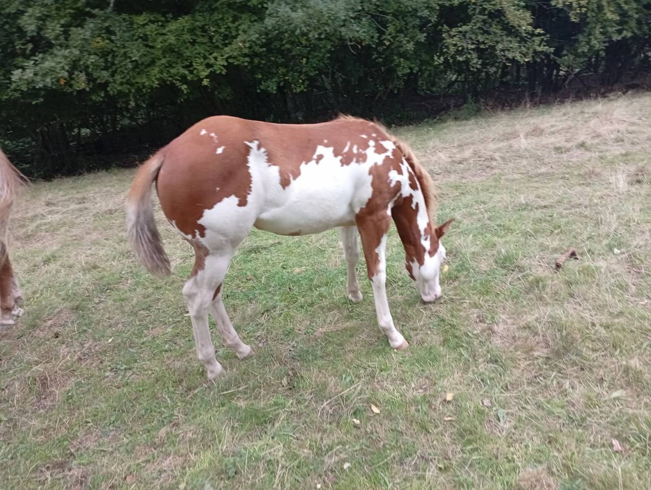 Pouliche Paint Horse 