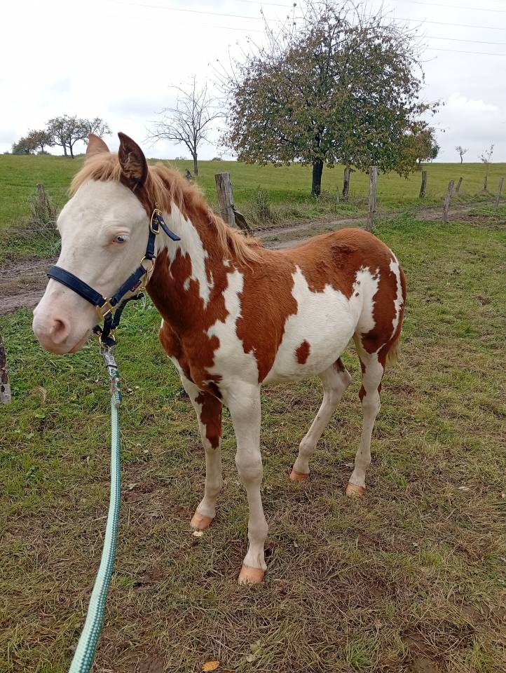 Pouliche Paint Horse 