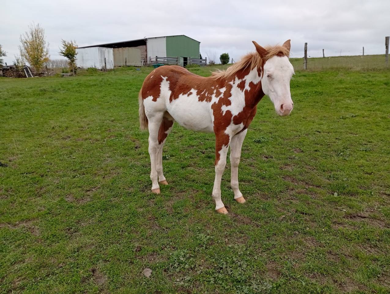 Pouliche Paint Horse 