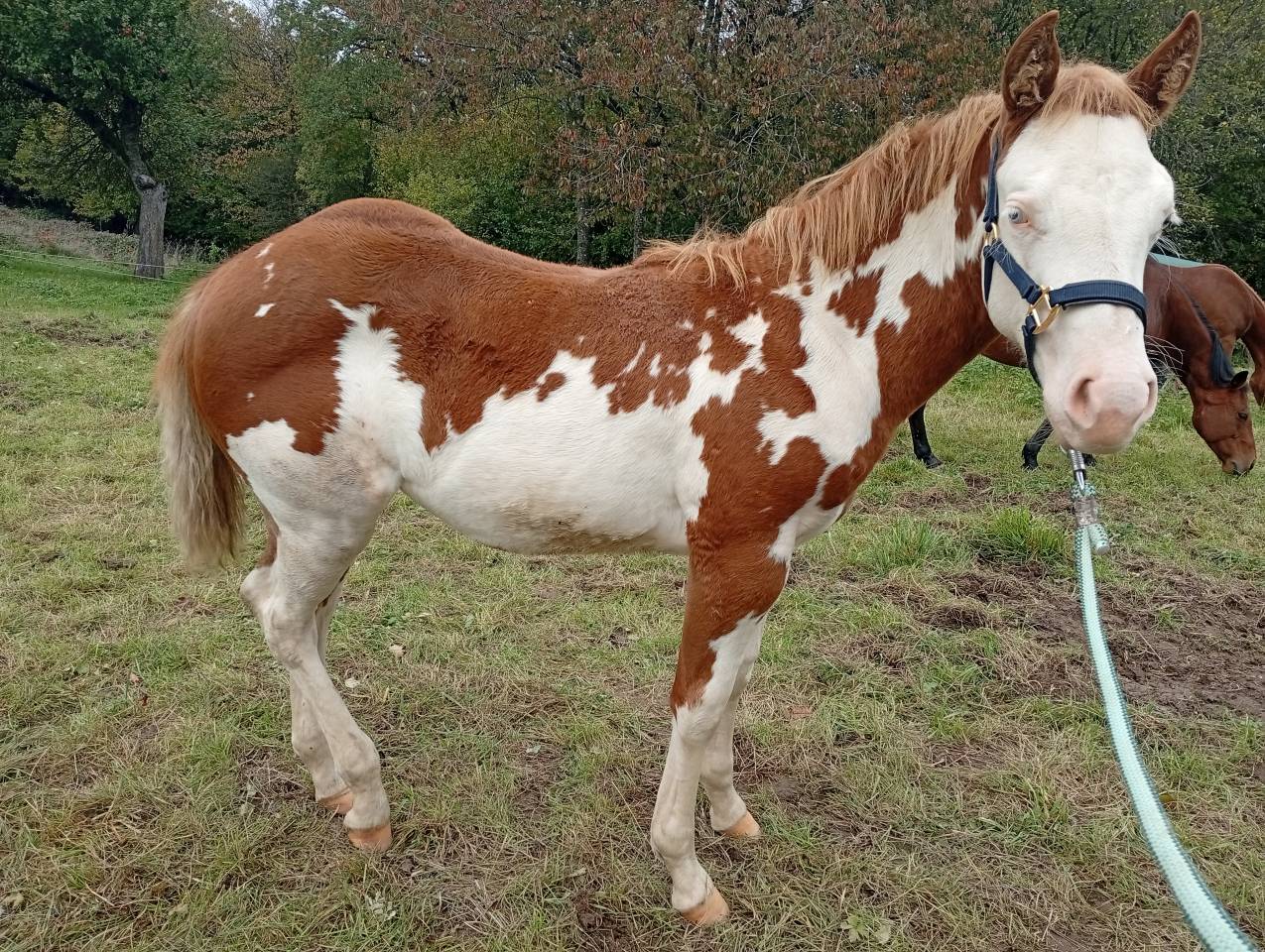 Pouliche Paint Horse 