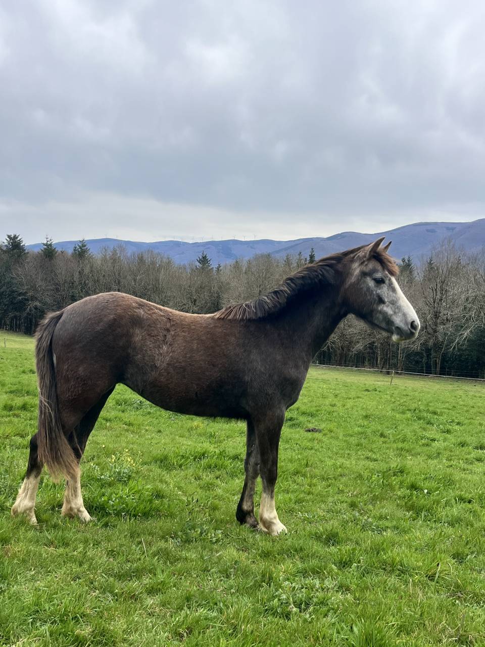 Ponette 2 ans