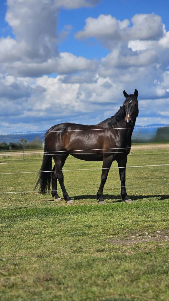 Jument cso Amateur 