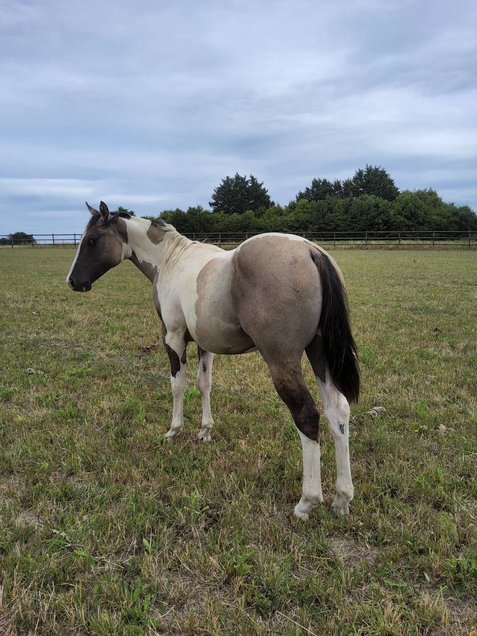 Poulain paint horse