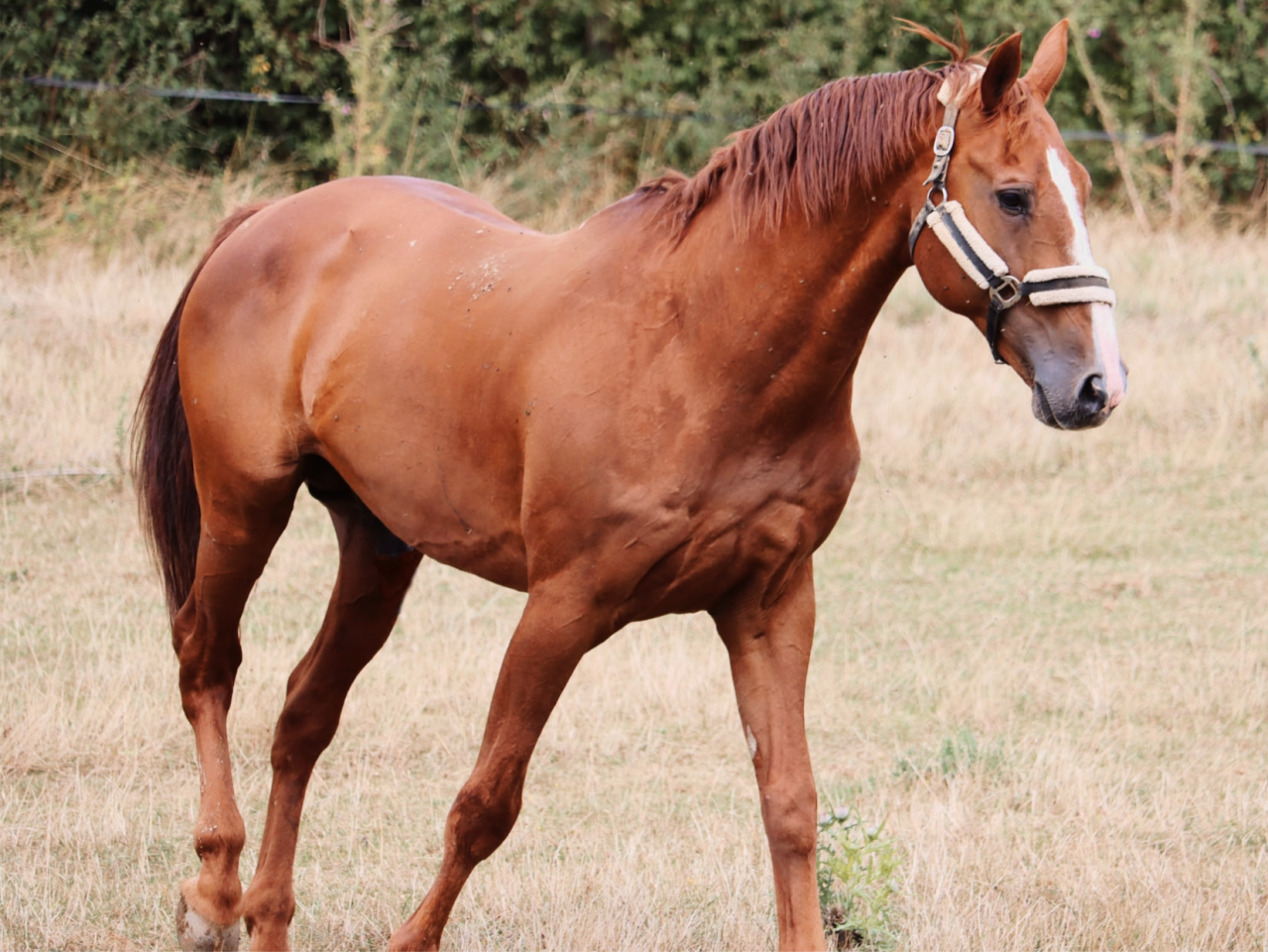 Bonaire 5 (Baloubet du Rouet x Carthago Z)