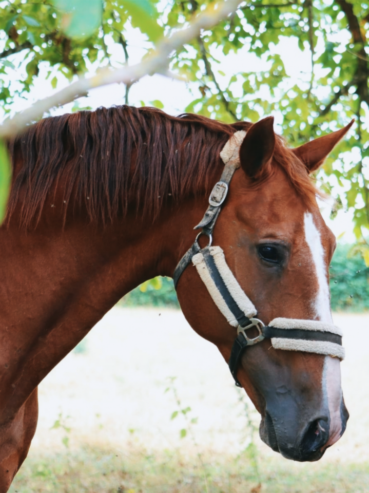 Bonaire 5 (Baloubet du Rouet x Carthago Z)