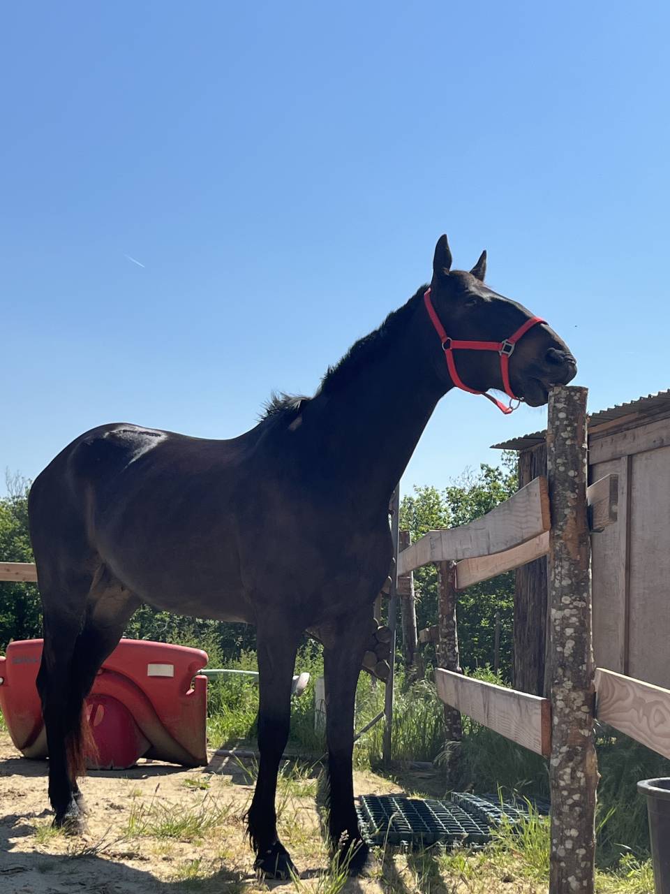 Demis pension - Cchampier 38  - Hongre d'1m75