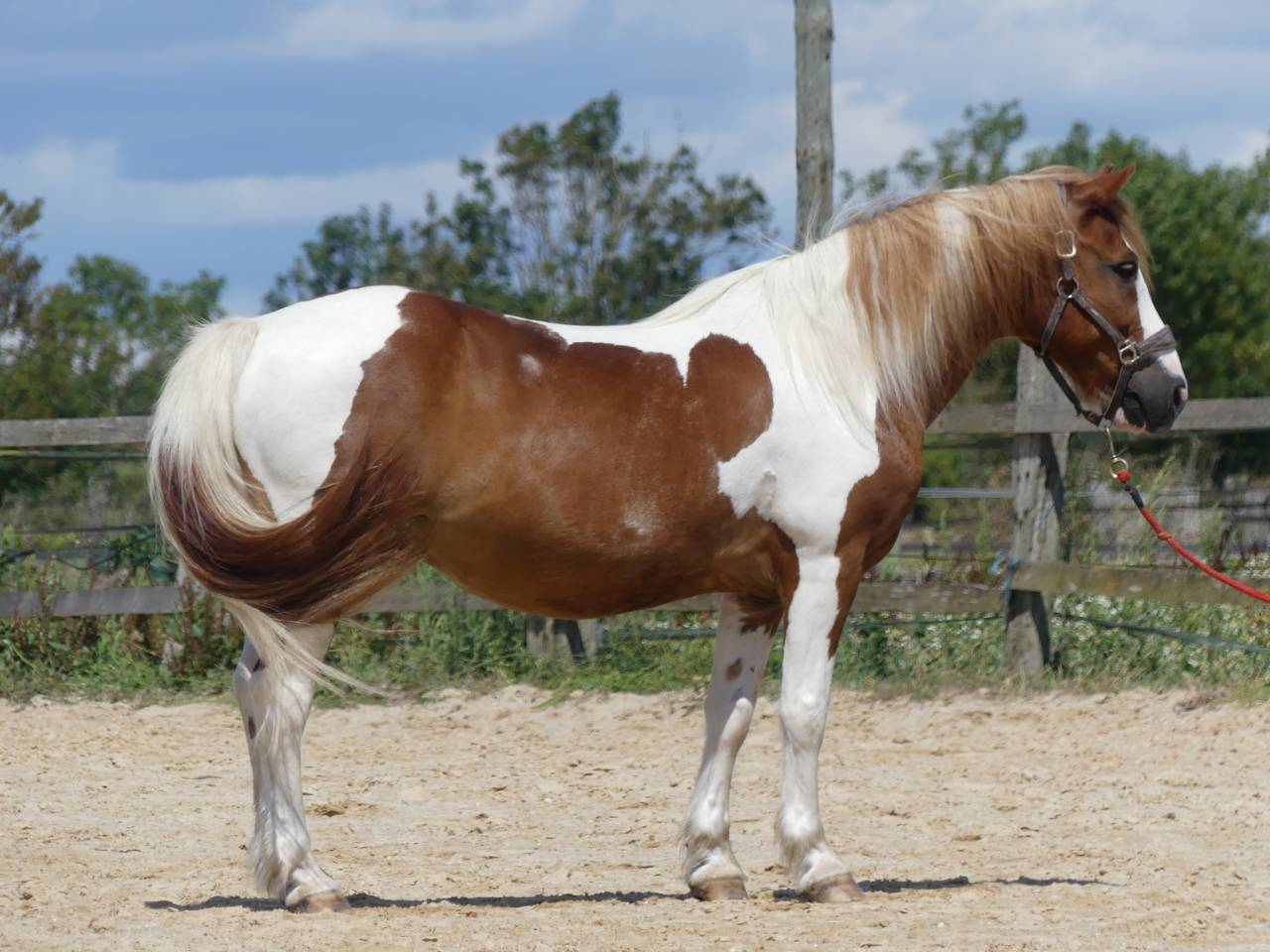 Poney Pie Geronimo