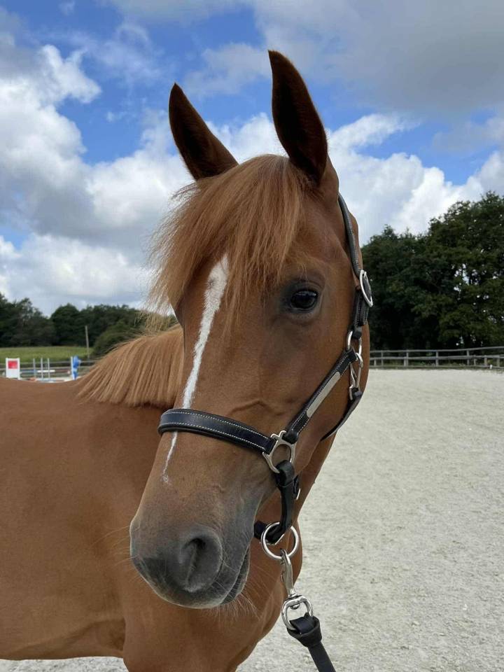 Petit jument taille D