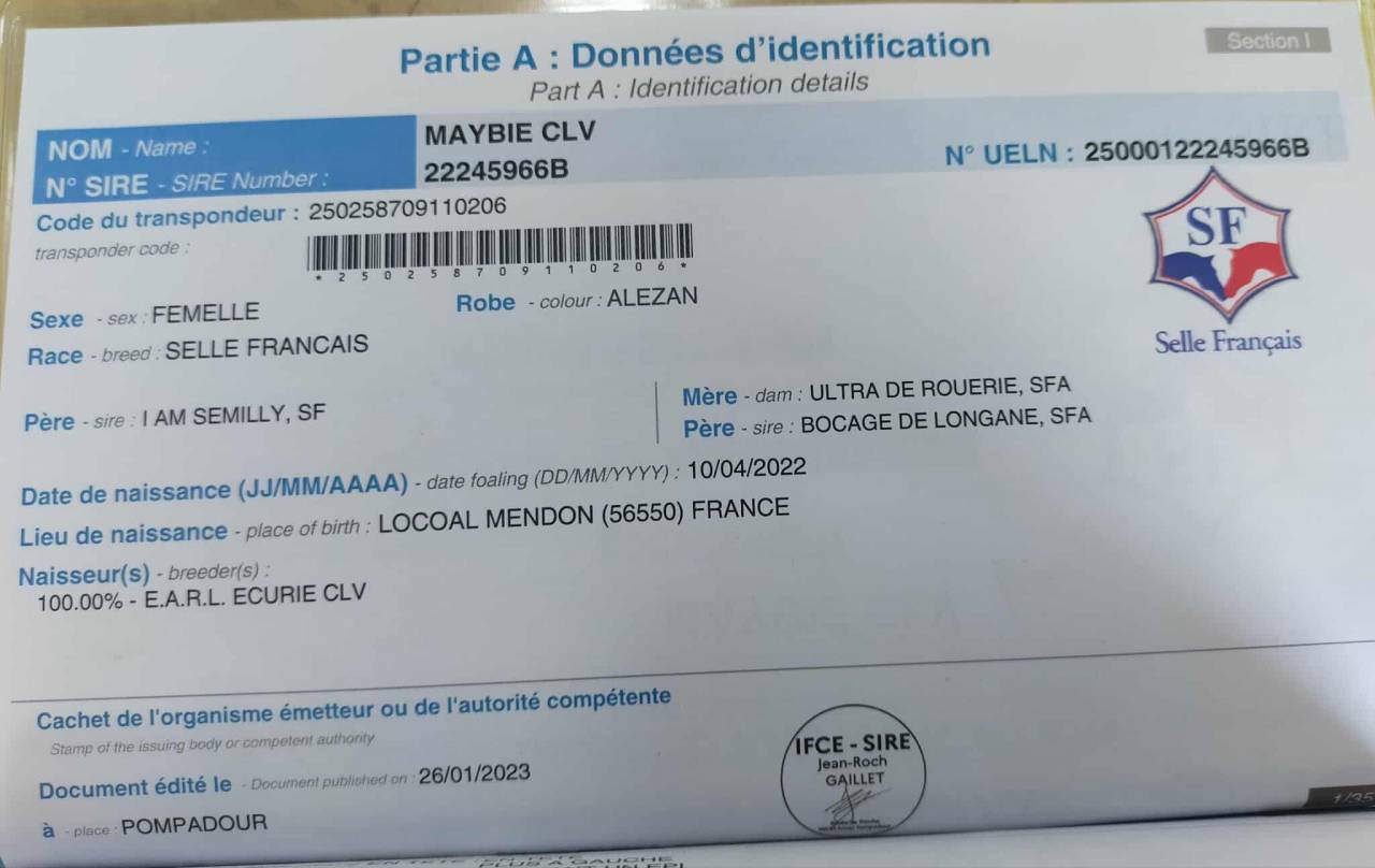 Petit jument taille D