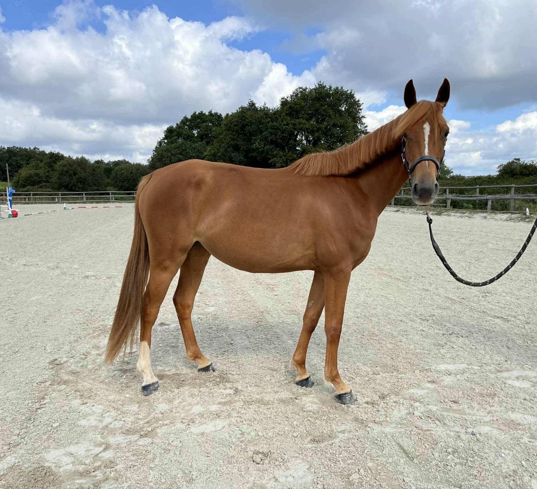 Petit jument taille D