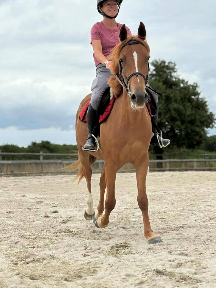 Petit jument taille D