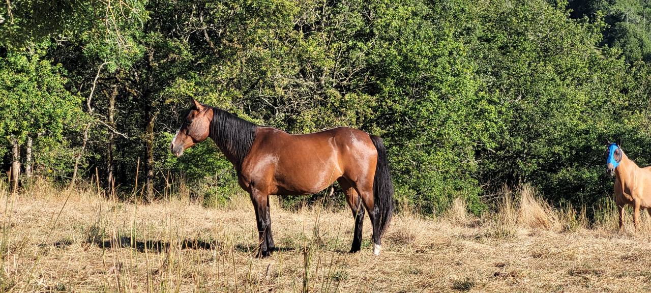 Jument de loisir, randonnée et bétail