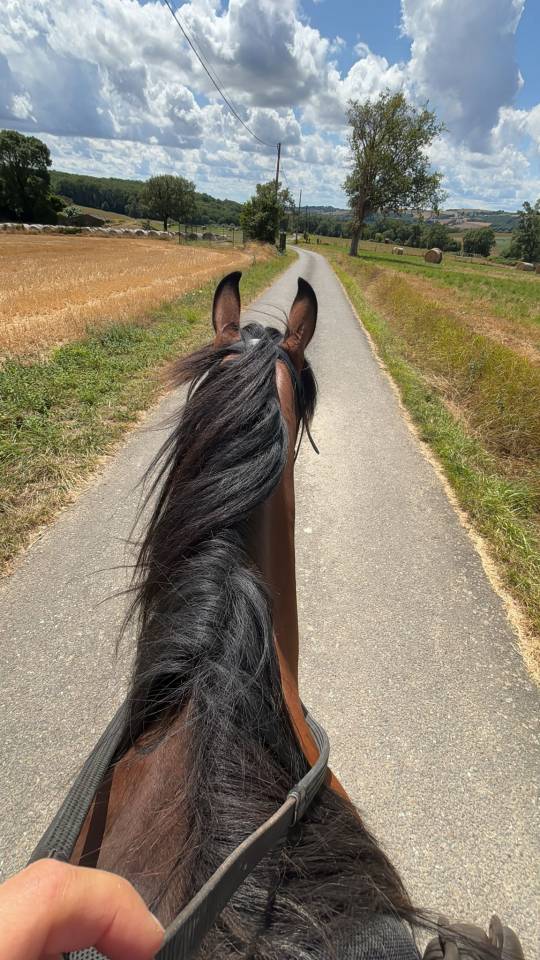 Jument de loisir, randonnée et bétail