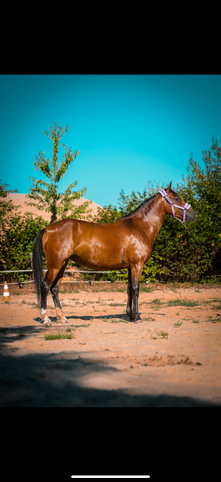 Ponette C 