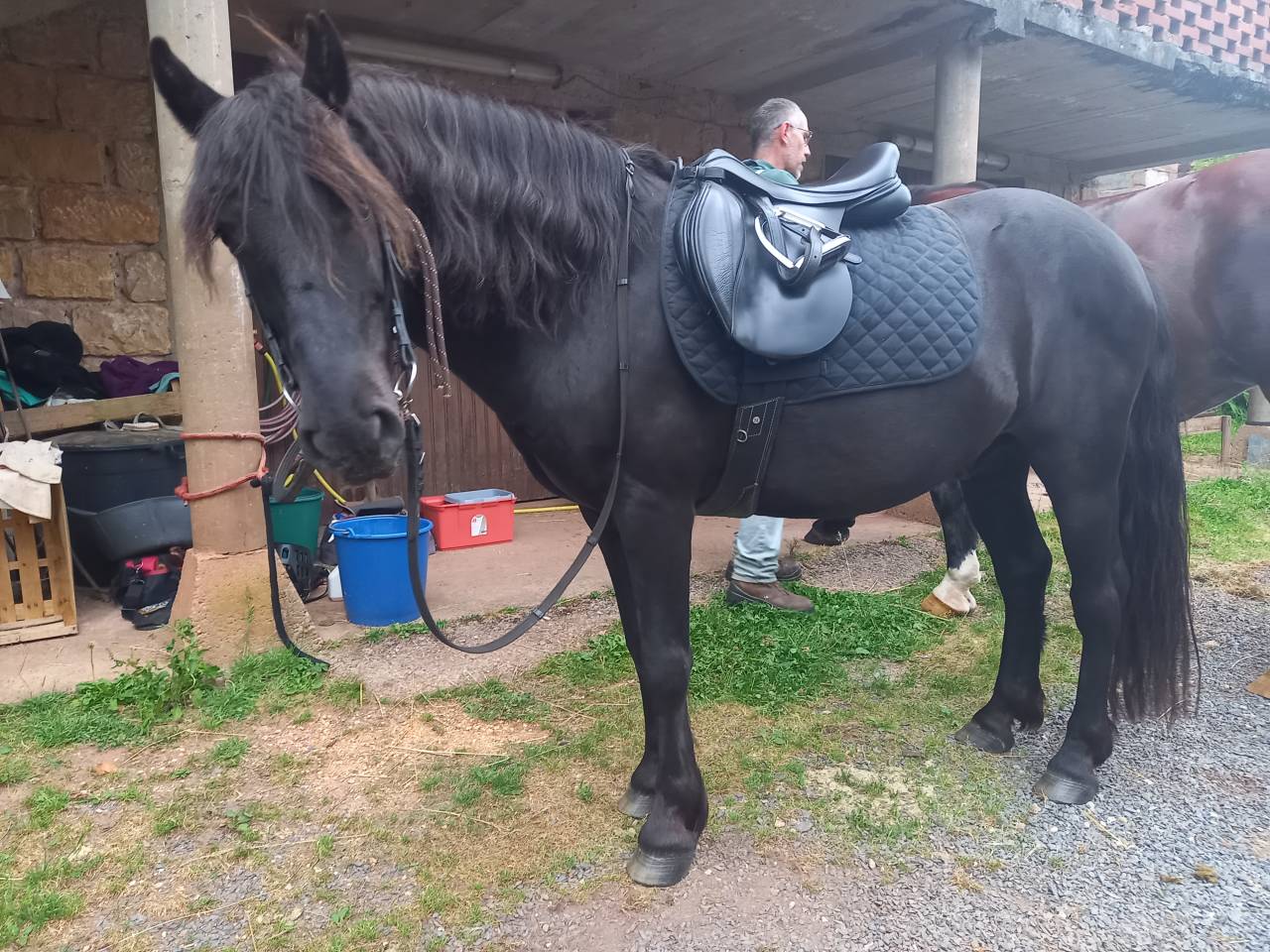 Poney C pour le loisir