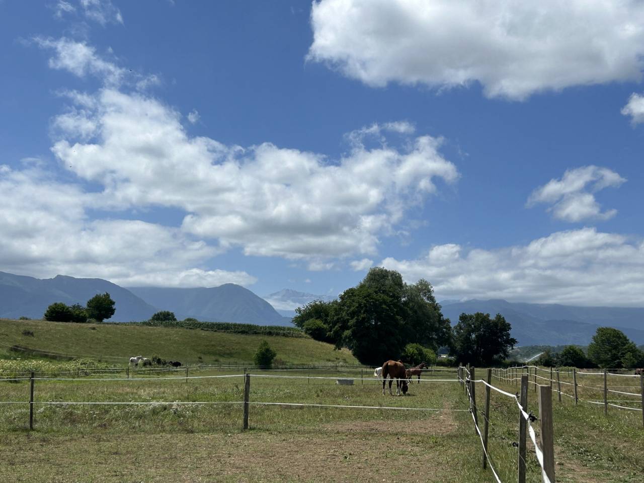 Pension chevaux 