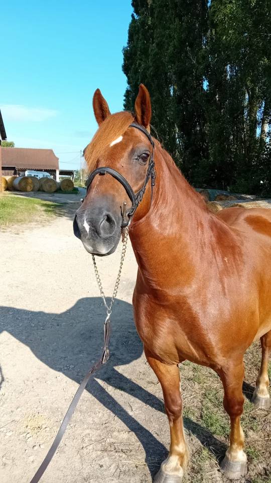 Poney 9 ans