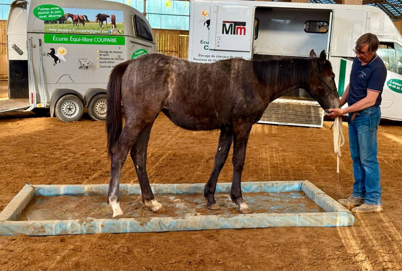 Pension poulain stabulation