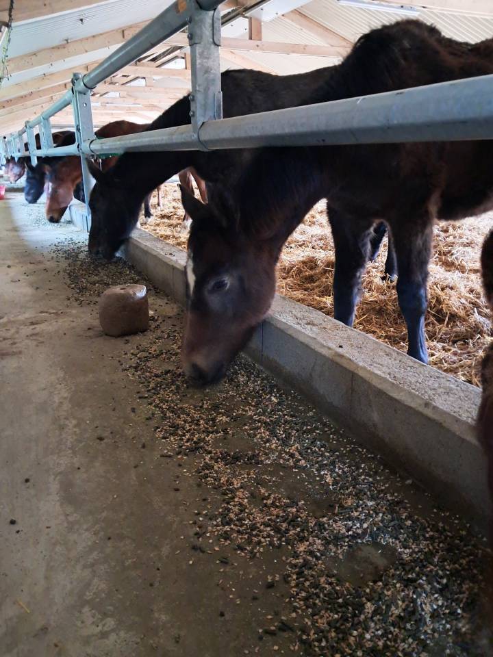 Pension poulain stabulation