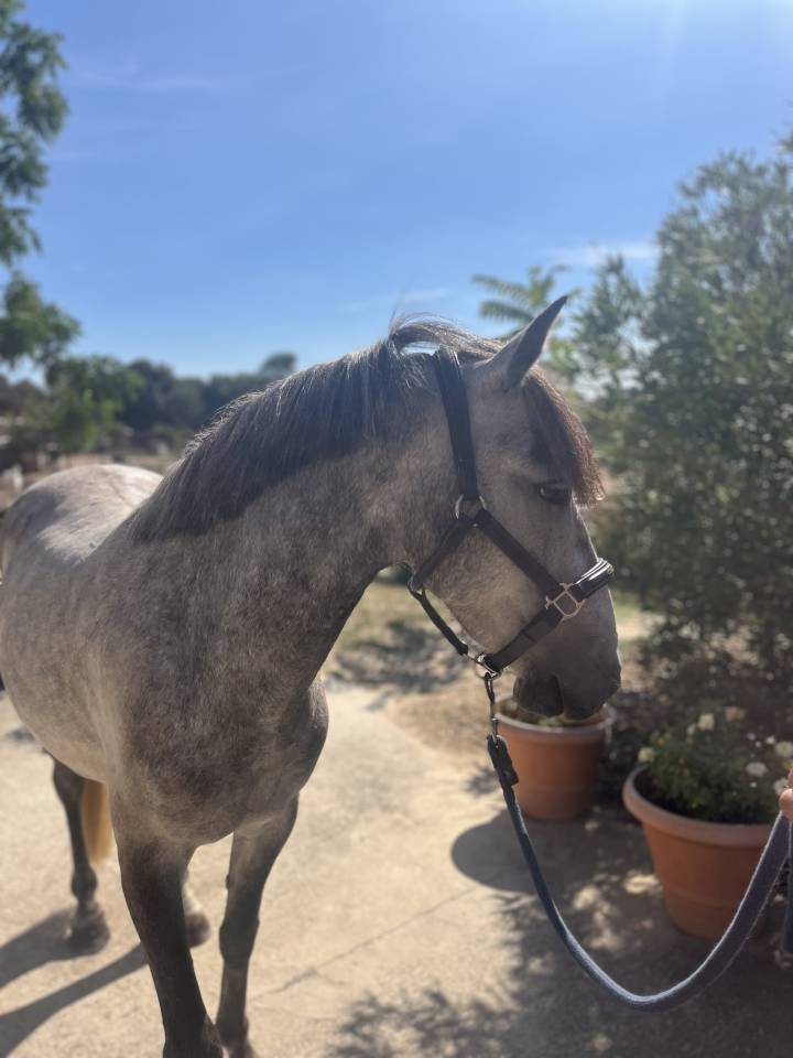 Poney à vendre