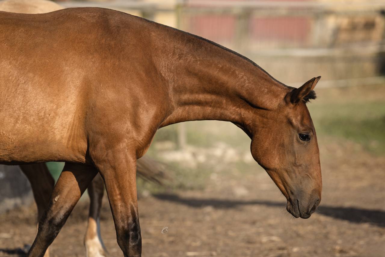 Superbe pouliche Pure Race Espagnole bai pearl