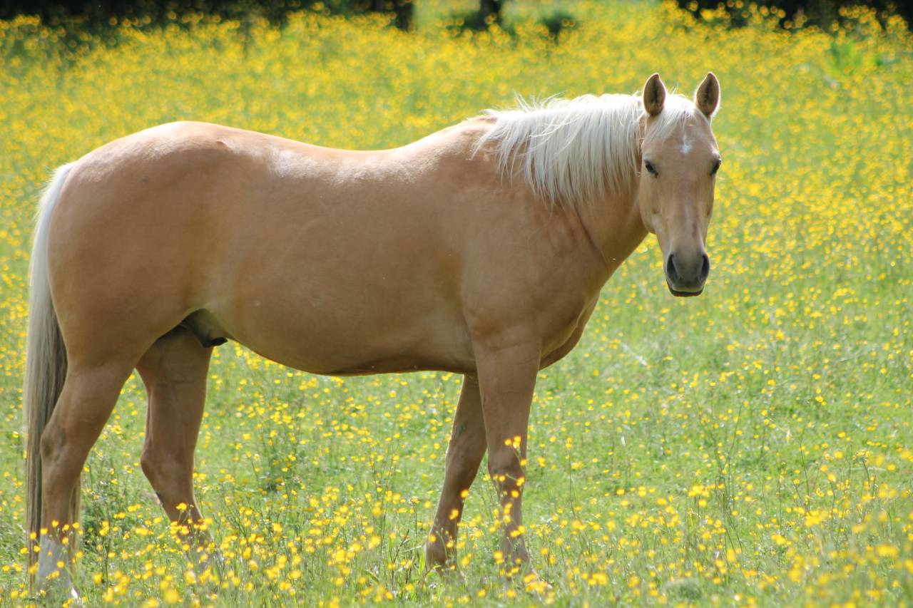 Hongre Quarter Horse Palomino