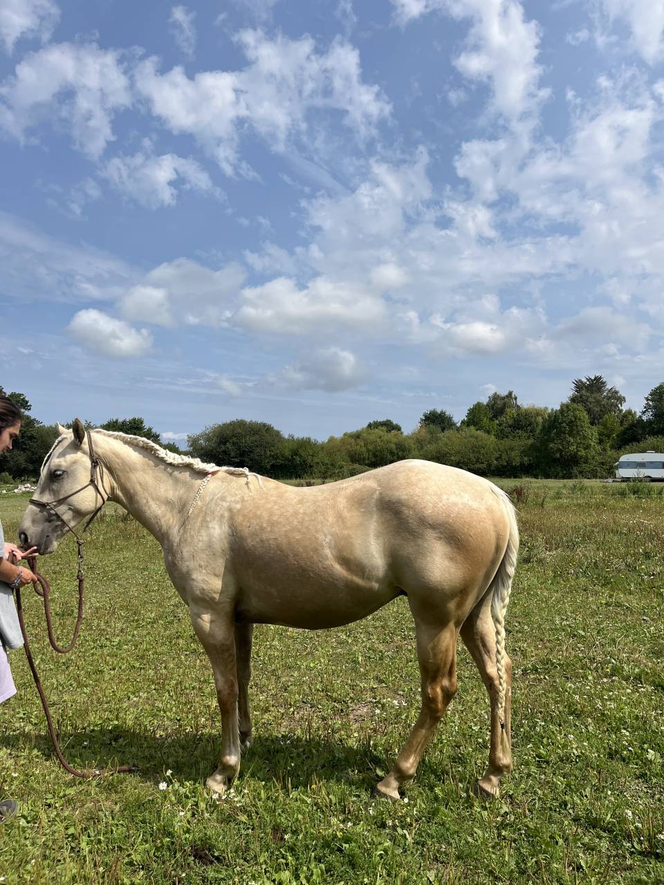 Poulain paint horse 