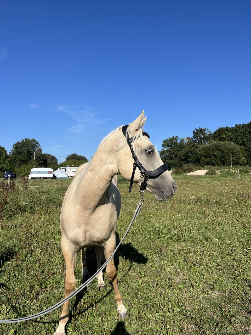 Poulain paint horse 