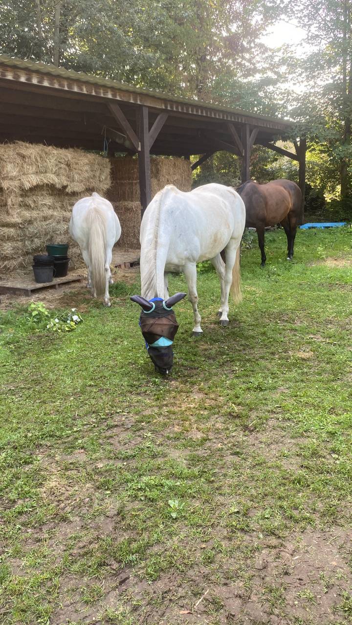 Pension For&ecirc;t Ermenonville et pension pre 