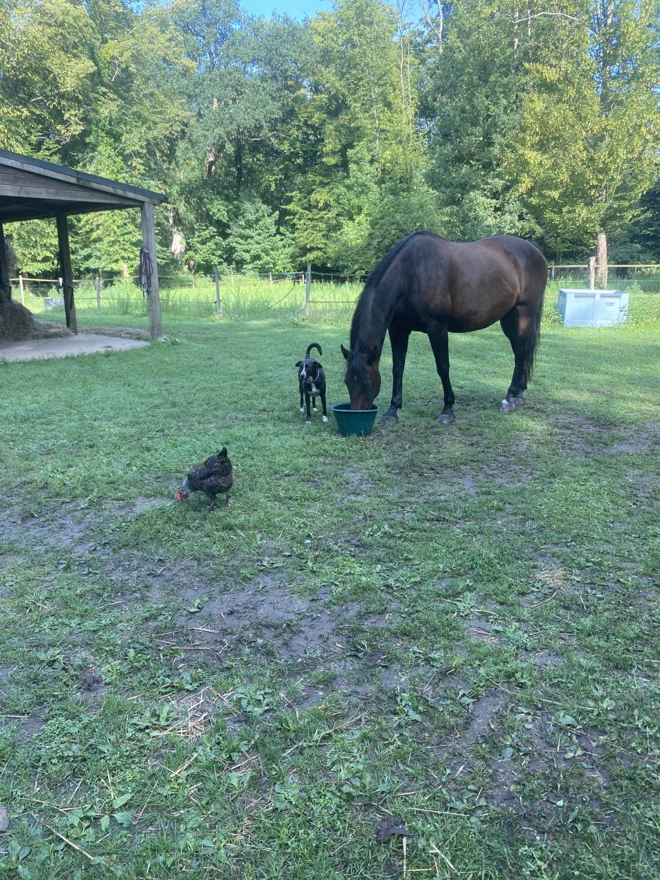 Pension For&ecirc;t Ermenonville et pension pre 