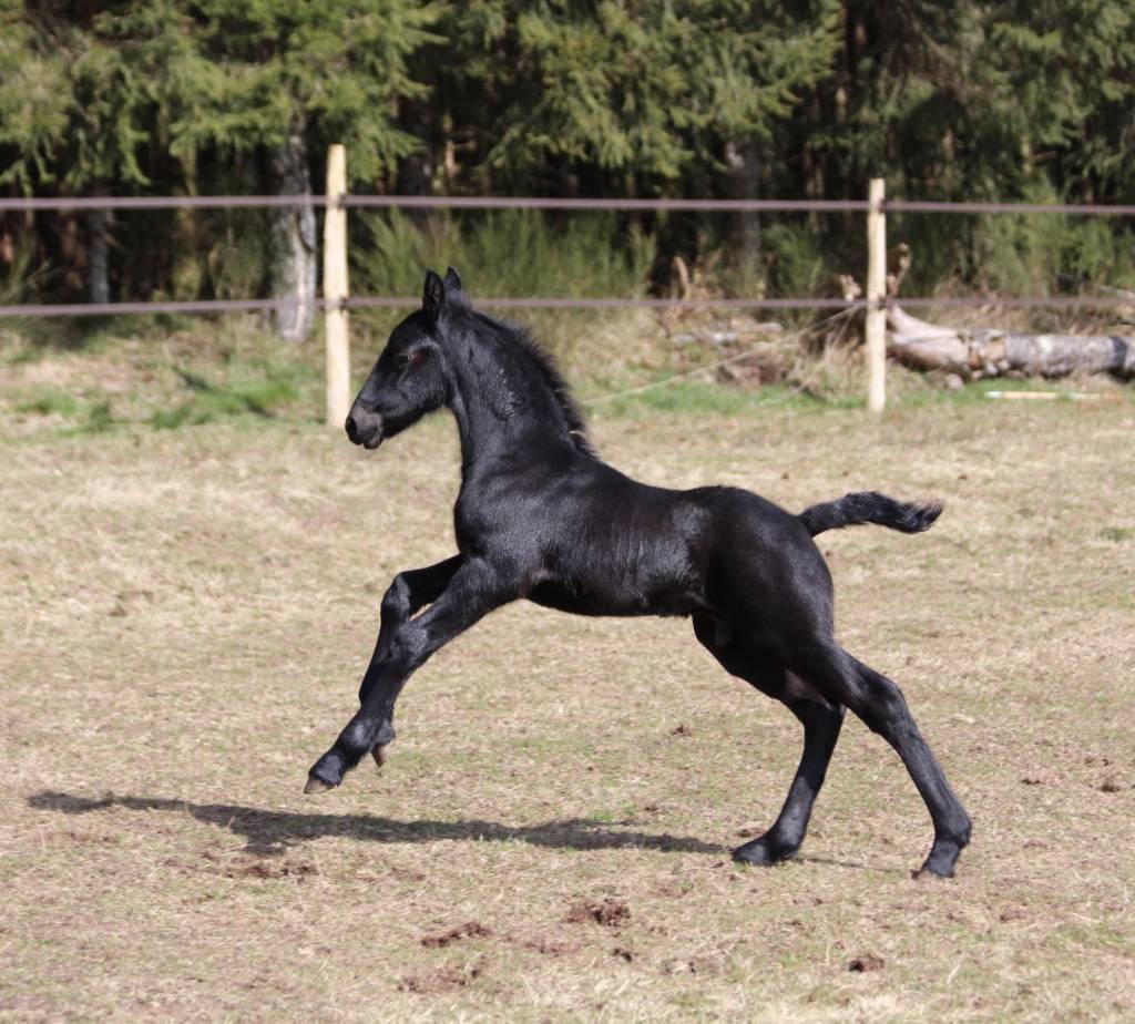 Superbe Poulain Frison plein papiers KFPS par Gosse 526