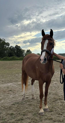 Poney en demi-pension