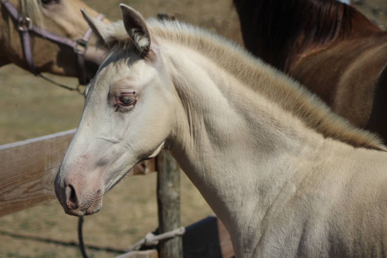 Poulain PRE Isabelle Pearl