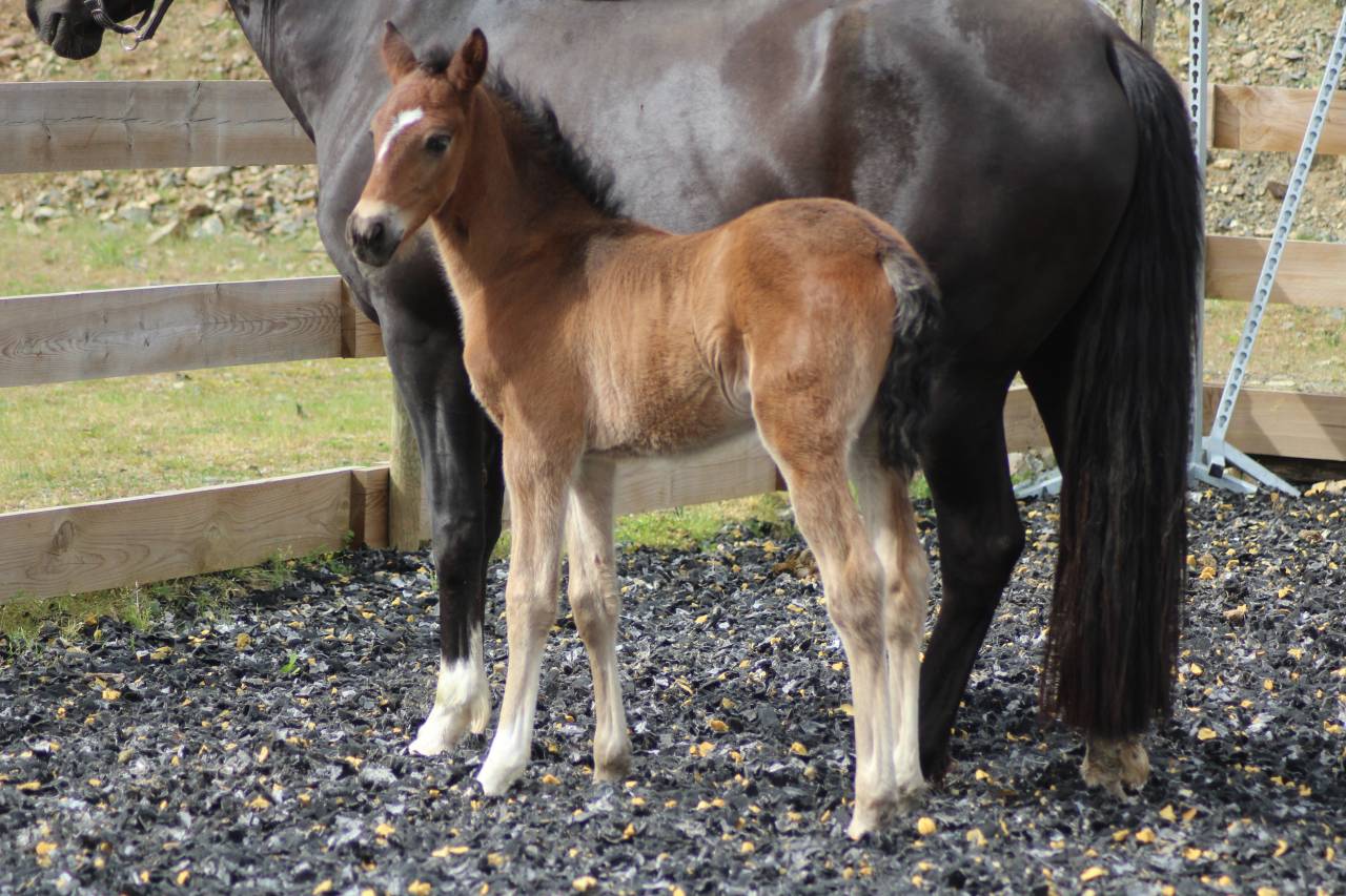 Poulain PRE PP