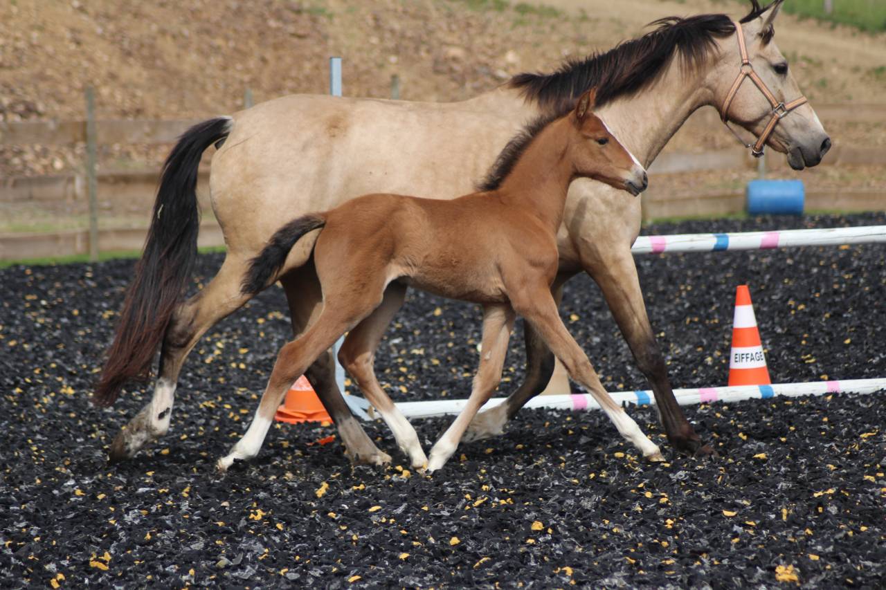 Poulain PRE PP
