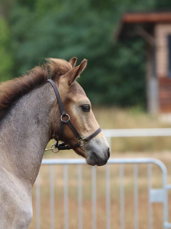 Foal Poney sport origines 4*