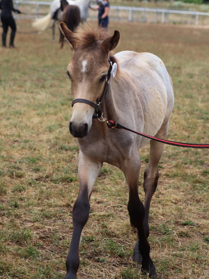 Foal Poney sport origines 4*