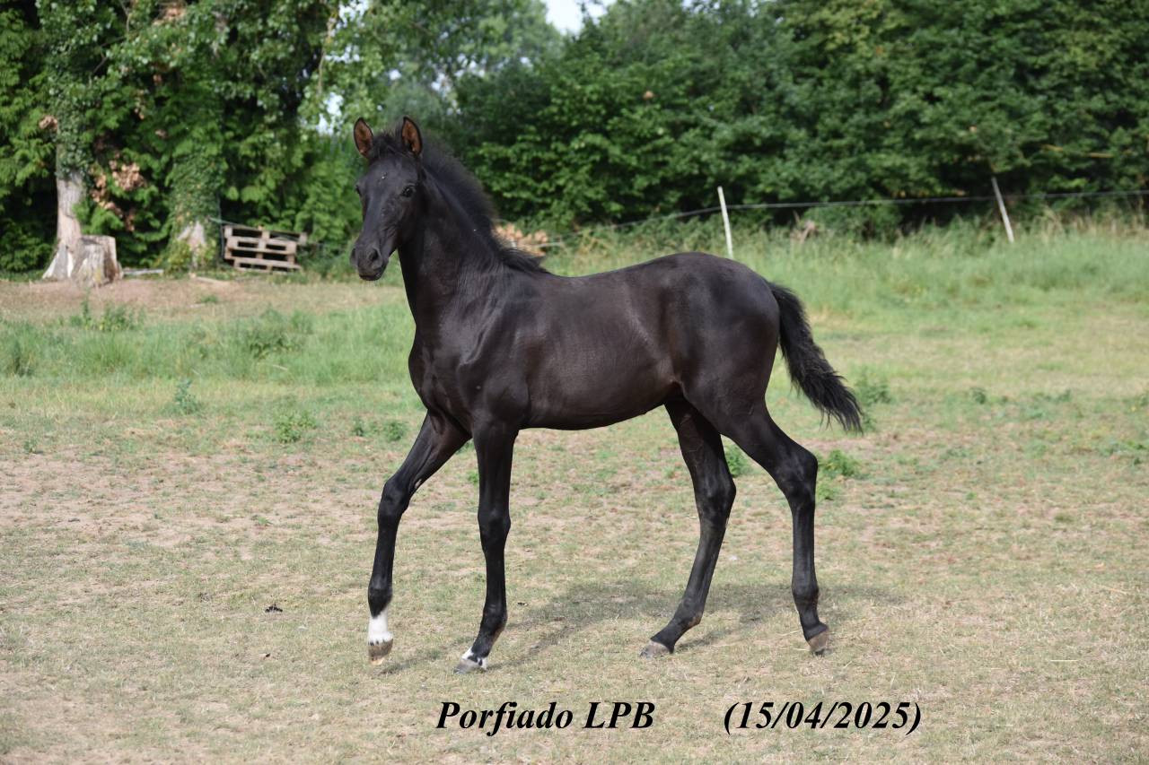 Poulain PRE noir pleins papiers