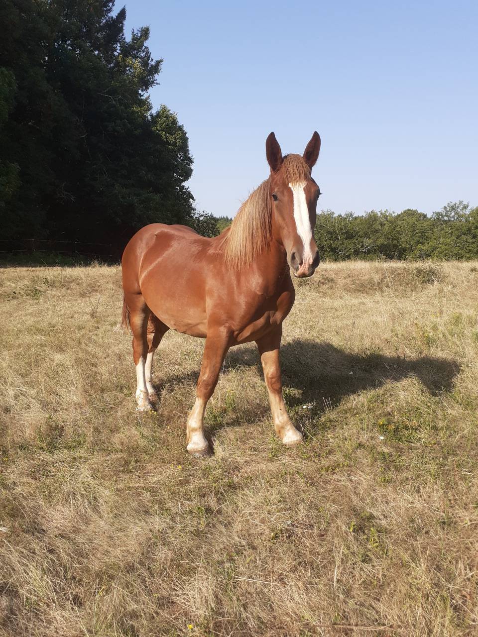 Pouliche Bretonne