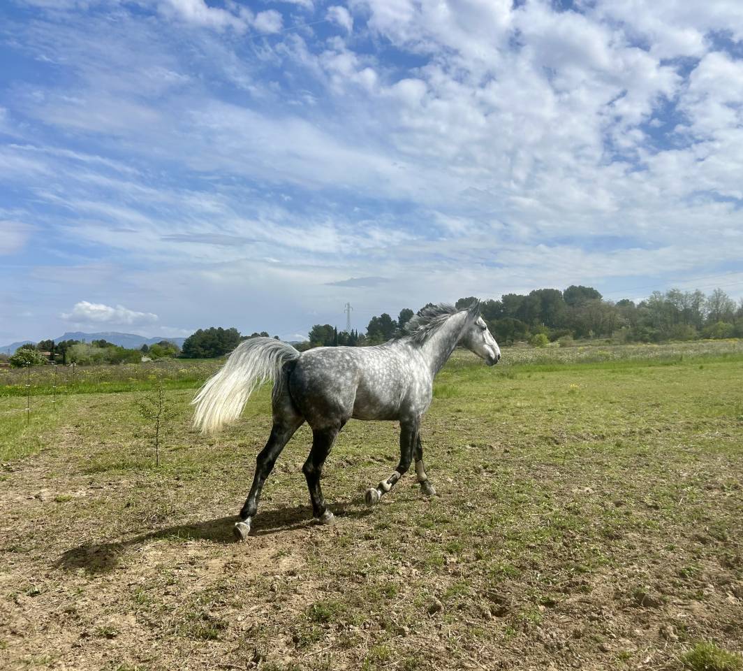 Cheval gentil élégant performant jusqu'a 130