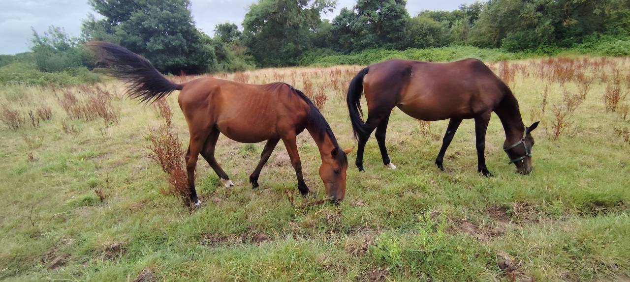 Plusieurs chevaux à céder - Montreuil juigne (49)